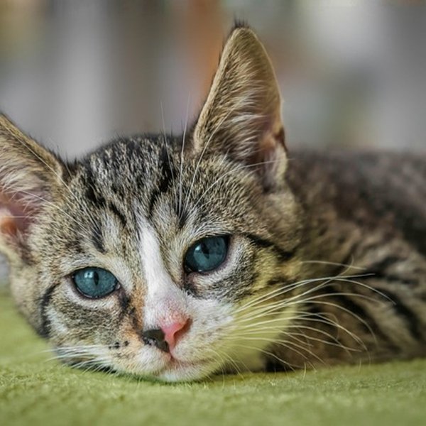 Cat Portrait photo