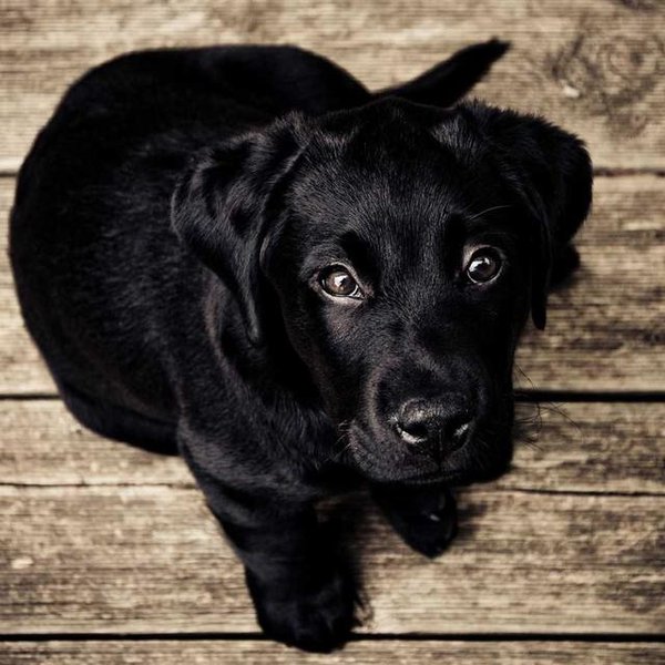 Puppy photo