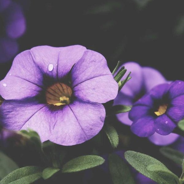 Flower photo